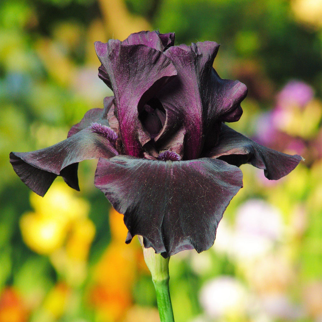 Best Bet Reblooming German Iris Plants